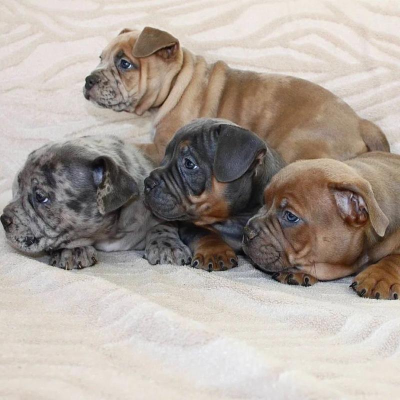 CKC American Pocket Bully Puppies for New Homes Image eClassifieds4u