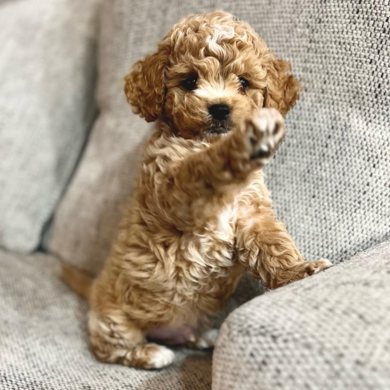 CKC Coc.kapo.o Puppies for Re-Homing Image eClassifieds4u