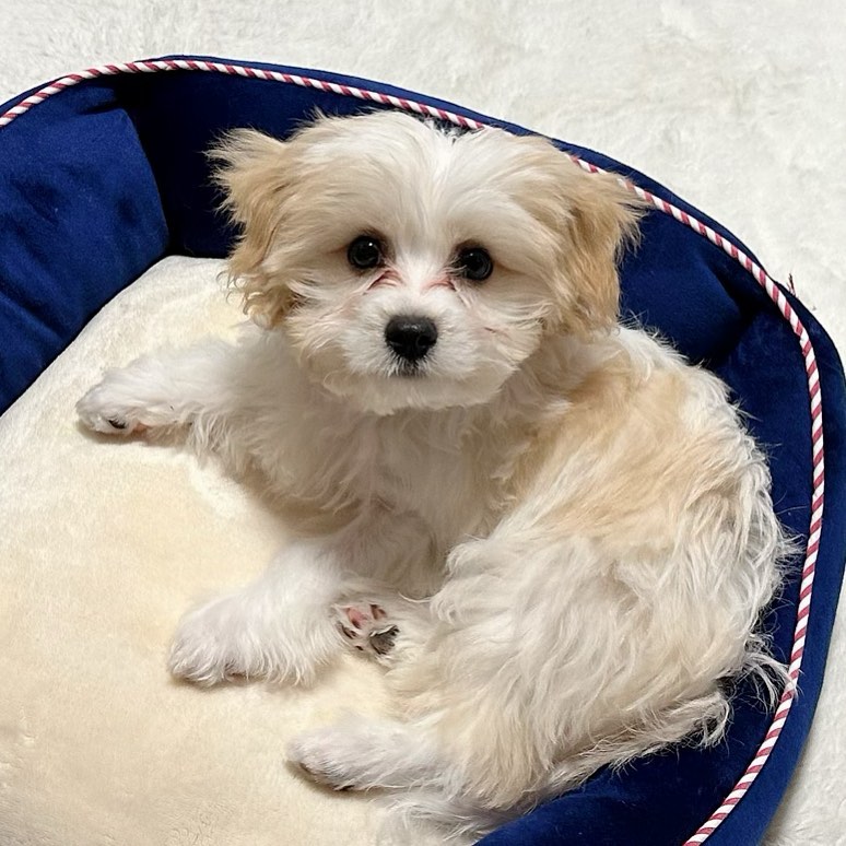 🟥🍁🟥 CKC 💖💕 Cavachon Puppies For Free Adoption Image eClassifieds4u