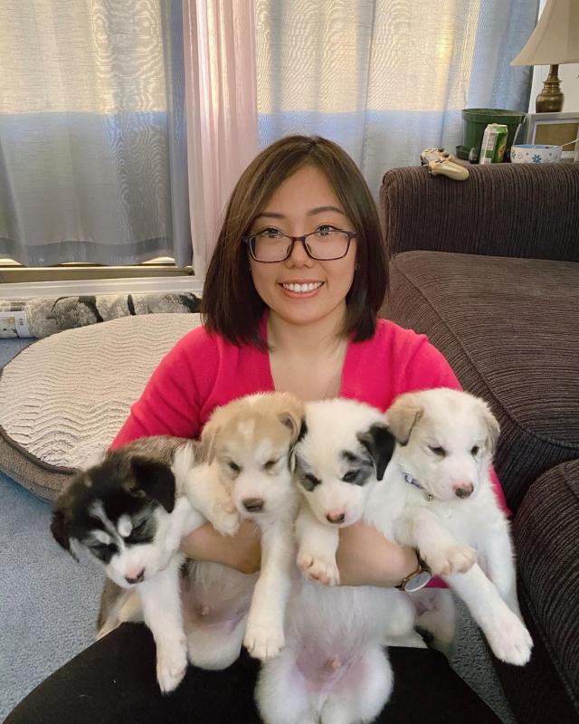 🟥🍁🟥 CKC 💖💕 Male and Female Canadian Eskimo Dog Puppies Image eClassifieds4u