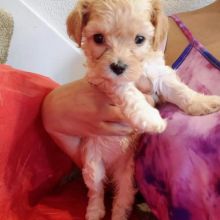 🟥🍁🟥 CKC 💖💕 Cavachon Puppies For Free Adoption