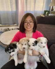 🟥🍁🟥 CKC 💖💕 Male and Female Canadian Eskimo Dog Puppies