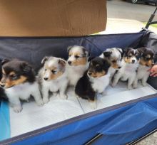🟥🍁🟥 CKC💖💕 SHELTIE PUPPIES FOR ADOPTION