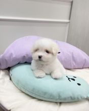 ADORABLE CKC REGISTERED COTON DE TULEAR PUPPIES PUPPIES