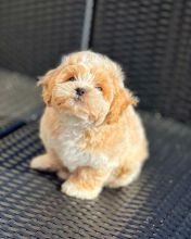 Affectionate Male and Female Shihpoo Puppies