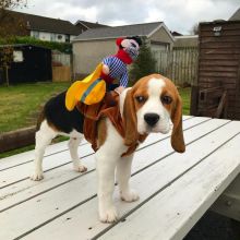 Beagle Puppies Ready For Adoption