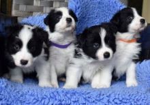 Border Collie Puppies from a working farm