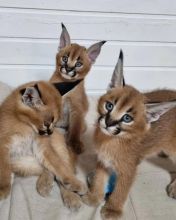 Demostration registered caracal kitten available