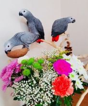 domistic Hand-reared African Grey Parrots Available Now