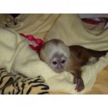 Emotional Filled Capuchin Monkeys Available