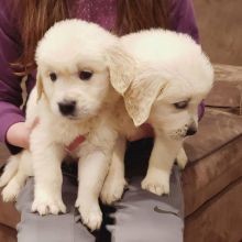 Golden Retrievers Puppies Ready For Adoption