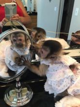 Granny's Babies Capuchin Monkeys for sale