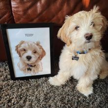 Havanese Puppies Ready For Adoption