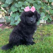 Healthy Newfoundland Puppies