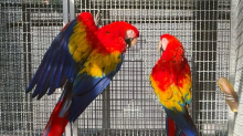 humble scarlet Macaw Parrots Needing to go now