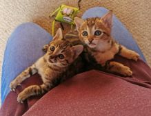 jemilary Savannah kittens