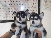 lorita Purebread Husky Puppies