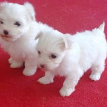 Male and female Maltese Puppies Ready For Adoption