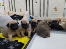 micro-chipped fully wormed Pug puppies