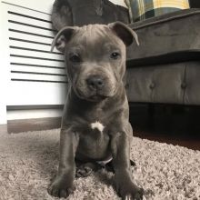 Pitbull Puppies Ready For Adoption