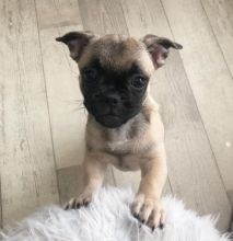 Pug Puppies Ready For Adoption