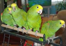 quolity Lovely Yellow Headed Amazon Parrots