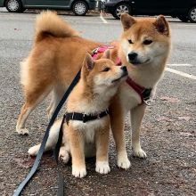 Shiba Inu Puppies Ready For Adoption