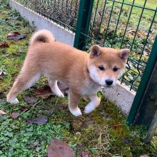 Shiba Inu Puppies Ready For Adoption