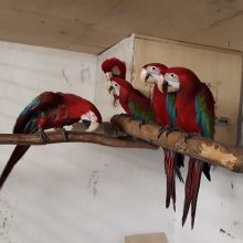 Talking Green Wing Macaw Parrots ,Experience Owner Only