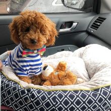 Toy Poodle Puppies Ready For Adoption