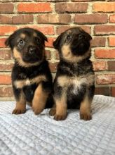 verica German shepherd puppies