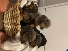 will Stunning Dachshund Puppies