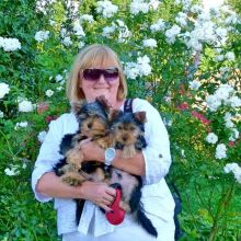 Yorkie Puppies Ready For Adoption