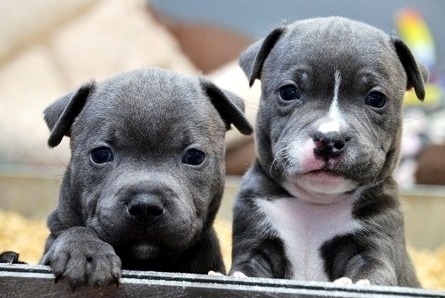 5 stunning of pure blue staffs males and females available Image eClassifieds4u