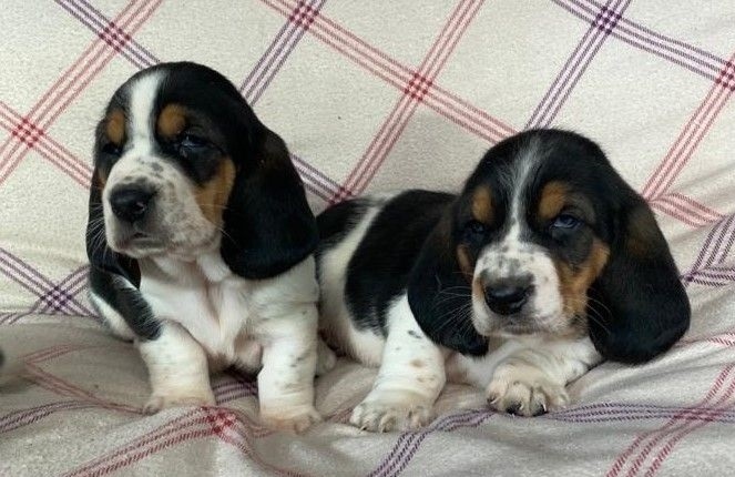 Basset Hound puppies available Vet checked Image eClassifieds4u