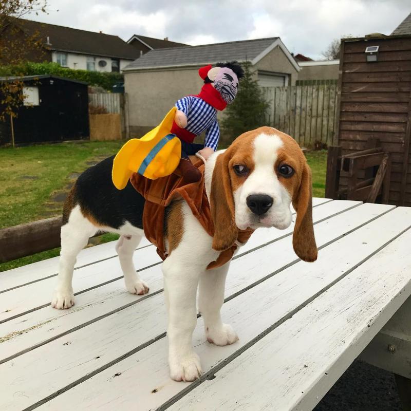 Beagle Puppies Ready For Adoption Image eClassifieds4u