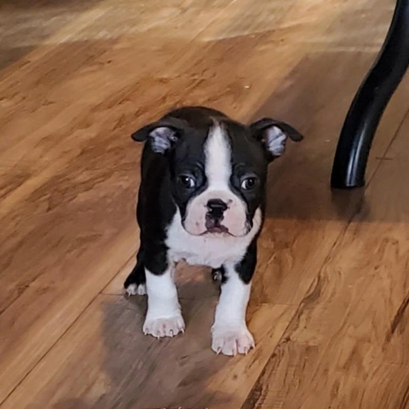 Boston Terrier Puppies Ready For Adoption Image eClassifieds4u