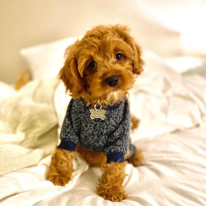 Cavapoo Puppies Ready For Adoption Image eClassifieds4u