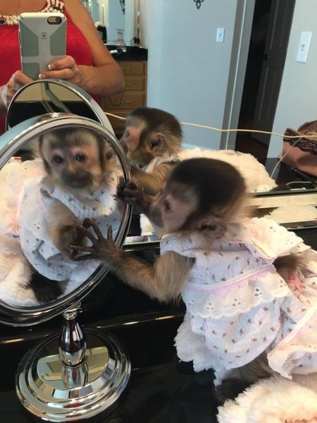 Granny's Babies Capuchin Monkeys for sale Image eClassifieds4u