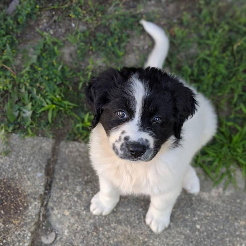 🟥🍁🟥 CKC 💖💕 Healthy Newfoundland Puppies Image eClassifieds4u