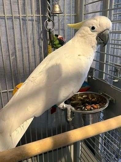 honi lovely quick and ready atoos Parrots Image eClassifieds4u