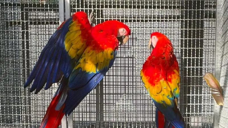 humble scarlet Macaw Parrots Needing to go now Image eClassifieds4u