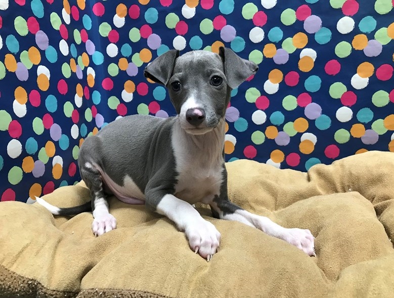 Italian greyhound puppies for sale'''' Image eClassifieds4u