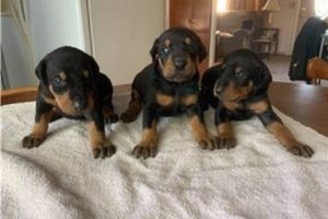 kenita doberman puppies Image eClassifieds4u