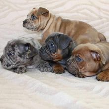 CKC American Pocket Bully Puppies for New Homes Image eClassifieds4u 2
