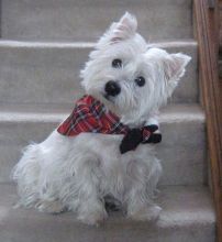 🟥🍁🟥 CKC West Highland White Terrier for Re-Homing Image eClassifieds4u 2