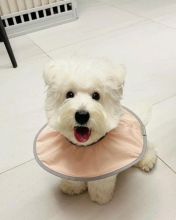 🟥🍁🟥 CKC West Highland White Terrier for Re-Homing Image eClassifieds4u 1