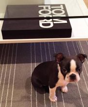 🟥🍁🟥 LOVELY BOSTON TERRIER PUPPIES 🐶🐶 SEEKING A GOOD HOME🟥🍁🟥 Image eClassifieds4u 3