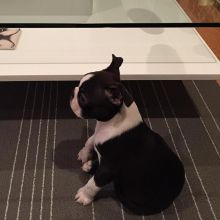 🟥🍁🟥 LOVELY BOSTON TERRIER PUPPIES 🐶🐶 SEEKING A GOOD HOME🟥🍁🟥 Image eClassifieds4u 2