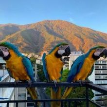 crista Blue And Gold Macaw Parrots to go now Image eClassifieds4U